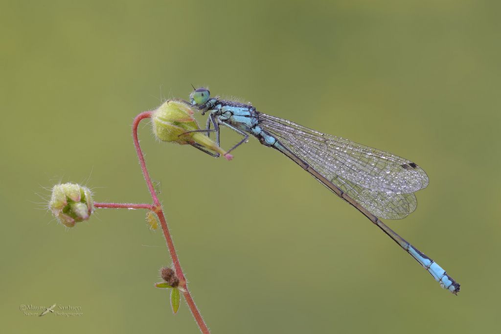 Ischnura elegans ? S, maschio